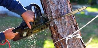 Professional Tree Services in Kellogg, ID